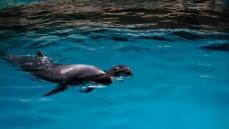 黒竜江省で飼育されているイルカが初となる自然分娩で無事出産―中国