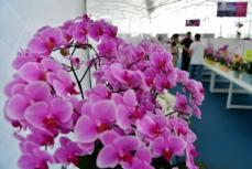 福建省永春県で胡蝶蘭の新品種300種が公開―中国