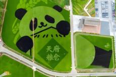 天府粮倉に「描かれた」パンダの田んぼアートがかわいい！―中国