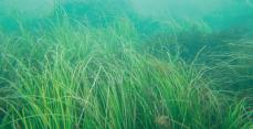 中国海洋大、16年で1333ヘクタール超の「海底草原」を栽培