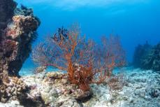 サンゴ礁生態系の保護・修復をさらに強化―中国