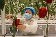 野菜栽培の新しい方法をもたらすスマート農業―中国