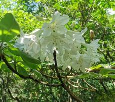 湖南省で「植物界のパンダ」と呼ばれる小渓洞杜鵑を確認―中国