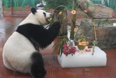高温が続く広州で動物たちに「ひんやり」届ける―中国