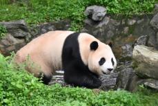 韓国から4月に返還されたパンダ「福宝」が4歳の誕生日―中国