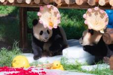 重慶動物園の双子パンダ「渝可」と「渝愛」が2歳に―中国