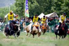 チベット自治区ラサ市でヤクレースが開催