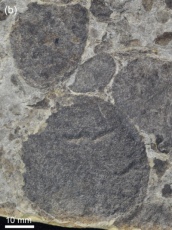 中国の研究チーム、15億6000万年前の「円盤状化石」の謎を解明