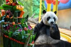 世界で唯一の三つ子パンダが10歳に！二つのギネス記録認定―広東省広州市