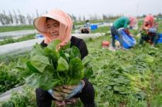 寧夏・固原、高冷地野菜の出荷最盛期に―中国