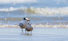 「神話の鳥」ヒガシシナアジサシが山東省日照市に再び飛来―中国