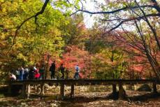 樹齢200年「楓王」の枝、写真を撮ろうと柵内に入った観光客に折られる―中国