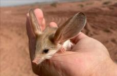 新疆で絶滅危惧種・オオミミトビネズミを確認