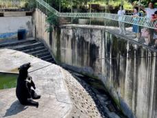 飼育動物が極端な肥満で動物園に「全国模範養豚場だ」とのツッコミ―中国メディア