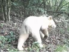 重慶で珍しい白いツキノワグマの活動映像を発見