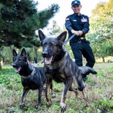 最強のワンちゃんが勢ぞろい！中国警察犬技能大会が6年ぶりに再開