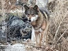 けがした子犬を見かけて保護して育てたら3年後にオオカミと判明―中国