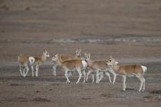 絶滅が危惧されたプシバルスキーガゼルの個体数が3400頭まで回復―中国