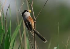 「鳥の“ジャイアントパンダ”」のカオジロダルマエナガなど希少な鳥類を確認―天津市