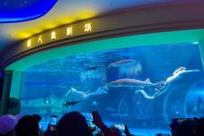 水族館のマーメイドショーでパフォーマーが巨大な魚に襲われるー中国