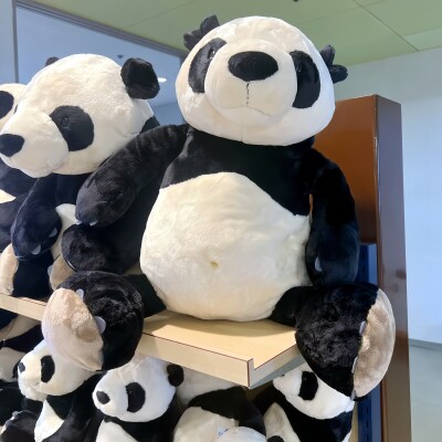 和歌山のパンダ、返還前最後の屋外200分待ち＝中国ネット「日本