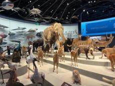 中国博物館④ 8大展示ホールに標本7461点、華南エリア最大の自然博物館が深センで