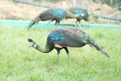 人工繁殖で誕生したマクジャクが100羽以上に―中国｜Infoseekニュース