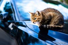 急増「猫がエンジンルームに」トラブル、1月の18倍…JAF調べ