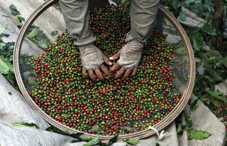 コーヒー豆が一時半世紀ぶり高値、ブラジルの生産低迷との見方で