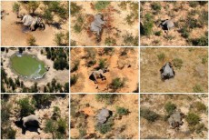 ボツワナでゾウが原因不明の大量死、政府が調査