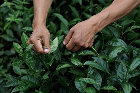 アングル：中国で薬草や茶葉に投機の波、経済低迷受け