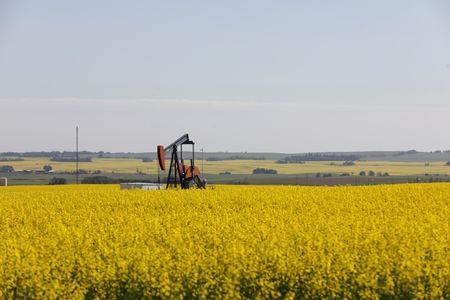 中国、カナダ産菜種を反ダンピング調査