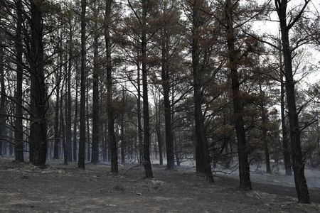 豪東部の森林火災、約6カ月ぶりに制圧＝当局発表