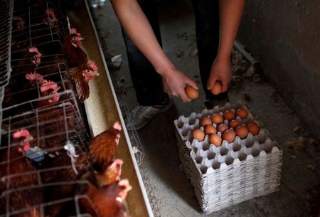 中国、新型肺炎で鶏肉・卵の供給に打撃も＝農業農村省