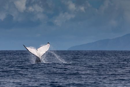 情報ＢＯＸ：生物多様性が急激に減少、人類は何を失ったのか