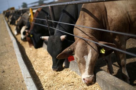 米、畜牛輸入巡る貿易協定の破棄検討すべき＝トランプ大統領