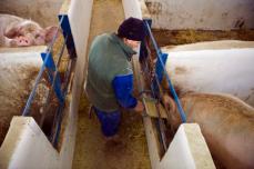 中国のＥＵ産豚肉調査、スペインなど3社対象　ＥＶ関税に対抗
