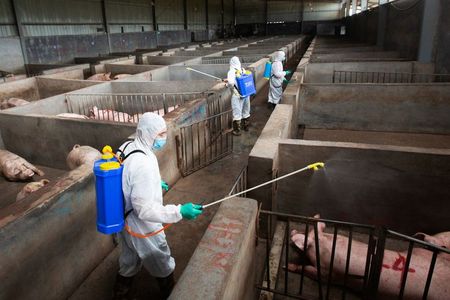 中国でアフリカ豚熱ウイルス検出、3月以降13例目