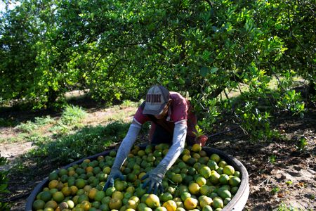 米フロリダ州の柑橘類、ハリケーン被害で収穫量が過去最低も