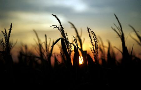 アルゼンチン、穀物取引がまひ状態　大豆不足と新大統領政策巡る観測で