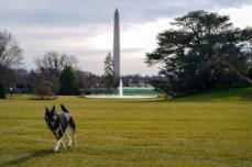 バイデン家愛犬、「ファーストドッグ」訓練終えホワイトハウスに戻る