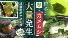 去年の２００倍　春に「カメムシ」大量発生　福岡県内の果樹園で被害も　暖冬の影響で越冬か