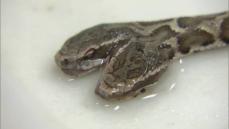 見つかった双頭のヘビはニホンマムシ　生後半年ほどの子供か　夏ごろ一般公開の予定