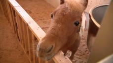 馬とのふれあい通して健康回復「ホースセラピー」とは　心療病院の隣に牧場