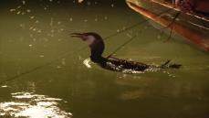 筑後川に初夏の訪れを告げる伝統漁法「鵜飼」がついに解禁