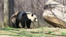 太平洋を渡る「毛むくじゃらの外交官」パンダが中国から渡米する意味