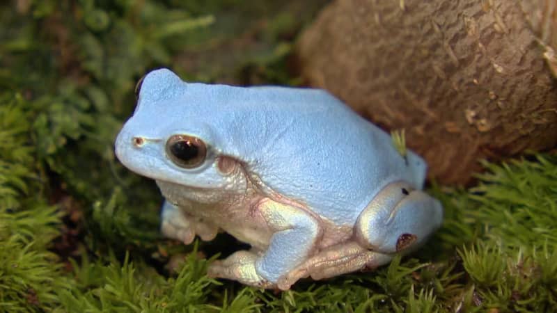 「自然の色とは思えない」青いカエルを発見　専門家は色素の突然変異と”数奇な運命”を指摘