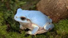 「自然の色とは思えない」青いカエルを発見　専門家は色素の突然変異と”数奇な運命”を指摘