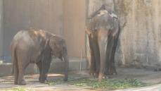 ４頭のゾウ福岡市動物園に引っ越し完了　ミャンマーから２０時間を超える長旅