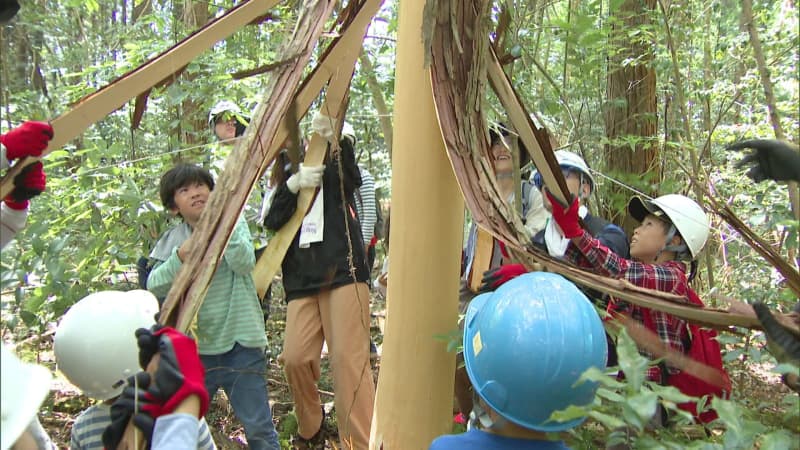 樹皮をはがして木を枯らす「皮むき間伐」木材軽量化で伐採や搬出が簡単に　親子連れが体験